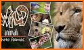 3D Wildlife Animal Photo Editor : Wild HD Frames related image