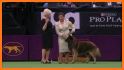 Westminster Kennel Club related image