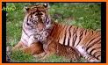 Amazing Tigers Wallpapers related image