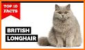 British Longhair Cat related image