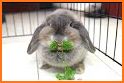 Cute Rabbit Face related image