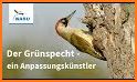 NABU Vogelwelt - Vögel Entdecken und Bestimmen related image