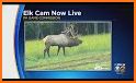 Elk Camera related image