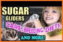 Pet Sugar Glider Care Guide related image