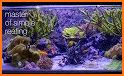 Amazing Aquariums In HD related image