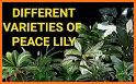 Lily - Plant Identification related image