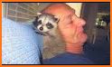 Baby Raccoon related image