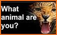 What animal are you? Personality test related image