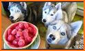 Frozen Pet Ice Cream Desserts & Icy Drinks related image