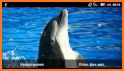 Dolphins HD. Video Wallpaper related image