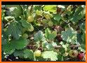 Gooseberries related image