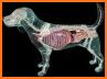 Dog Anatomy : Canine Anatomy related image