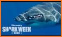 discovery+ | The Streaming Home of Shark Week related image