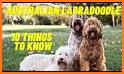 Australian Labradoodle related image