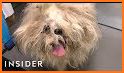 Puppies Salon Caring and Grooming related image