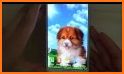 Puppy Rose Live Wallpaper related image