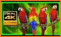 Macaw Parrot Theme related image