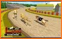 Real Dogs Racing Rabbit Hunter Greyhound Simulator related image