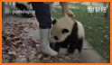 Cute Baby Panda - Daycare related image