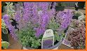 Catmint related image