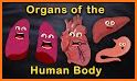 Human Body Parts - Kids Learning related image