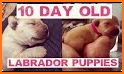 Labrador Puppy Day Care related image