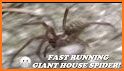 Running spider related image