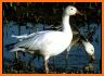 Hunt Snows - Snow Goose E-Caller App related image