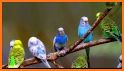 Birds sounds, ringtones birds related image