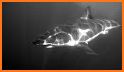 Expedition White Shark related image