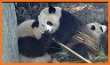 Cute Eating Bamboo Baby Panda Theme related image