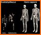 Homo Evolution: Human Origins related image