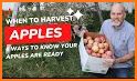 Apple Harvest related image