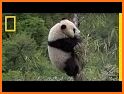 Panda's Bamboo Adventure related image