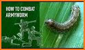 Armyworm related image