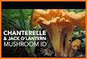 Mushroom ID - Mushroom identifier free related image