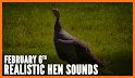 Turkey Hunting Calls - Hunting sounds related image