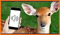 Deer Sounds related image