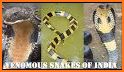 Identify Indian Snakes - by Photos related image