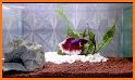 Betta Fish - Virtual Aquarium related image