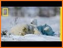 Polar Bear Cub for kids 3-5 related image