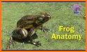 Visual Anatomy 3D - Frog related image