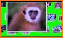 3D Wildlife Animal Photo Editor : Wild HD Frames related image