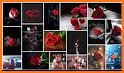 Beautiful flowers and roses Images Gif related image