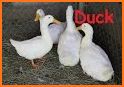 Duck Sound and other Animal Sounds related image