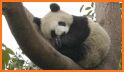 Panda Sleep related image