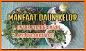 tips simpel manfaat daun kelor untuk kesehatan ibu related image