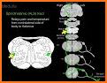 brainSTEM related image