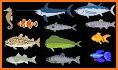 Picture Fish - Fish Identifier related image