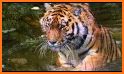 Amazing Tigers Wallpapers related image